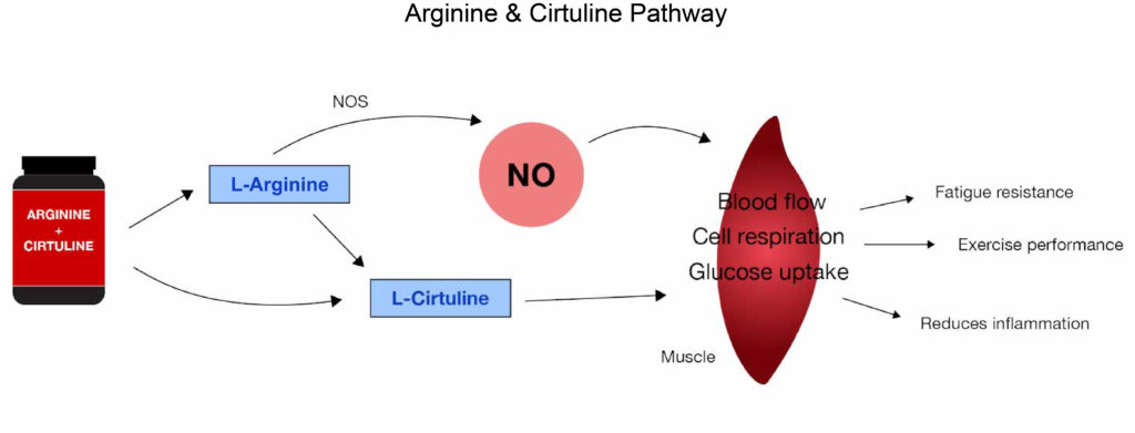 arginine diagram